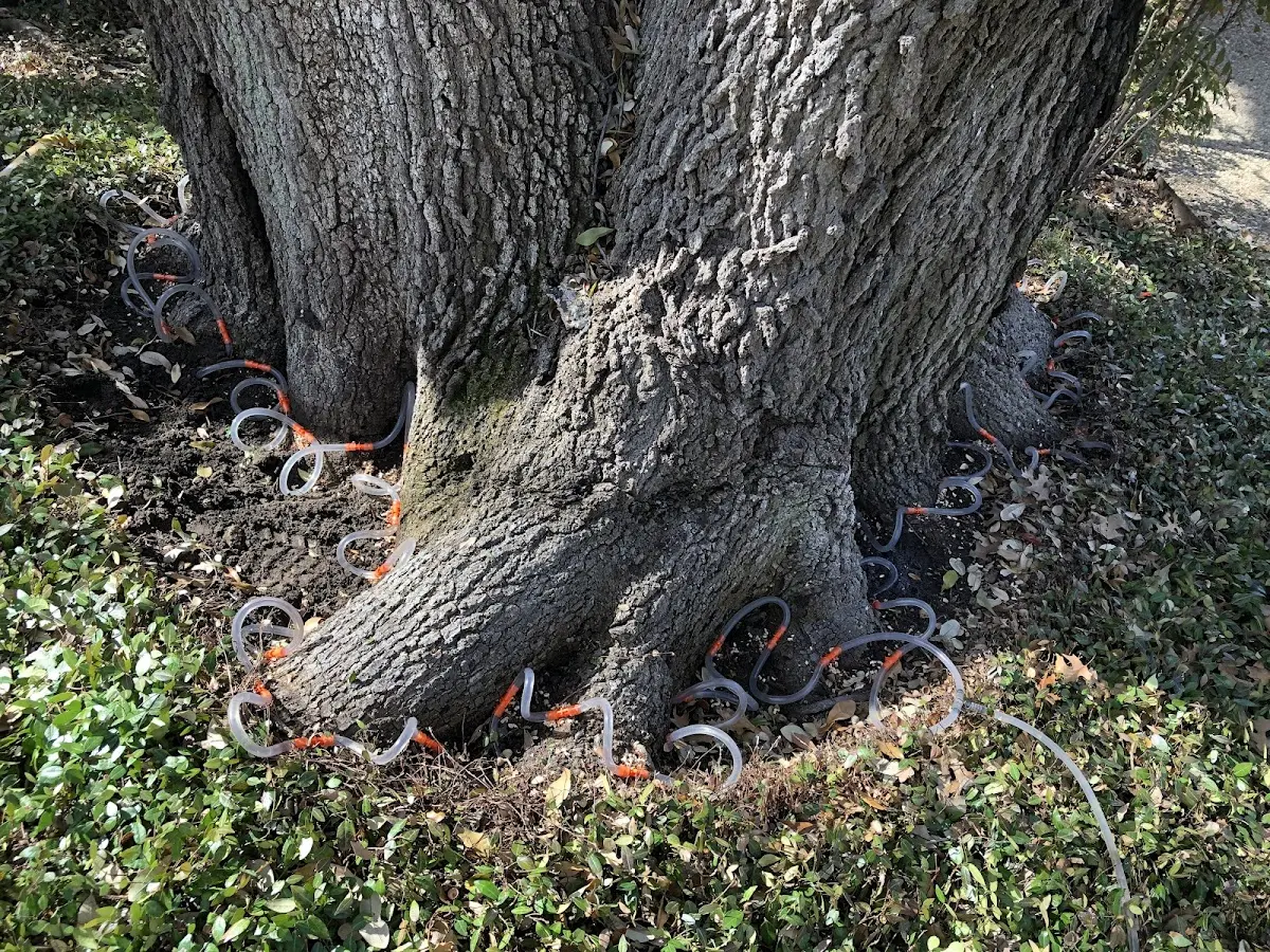 Detailed Tree Cabling and Bracing job site in Thebes