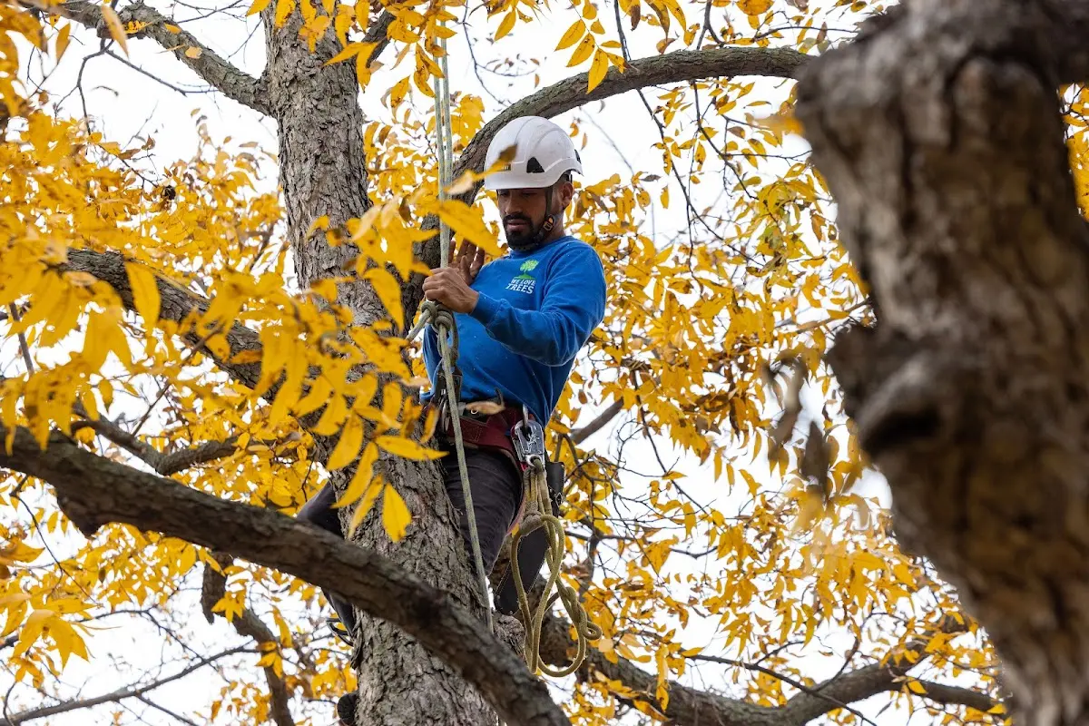 Skilled Tree Transplanting crew working in Thebes